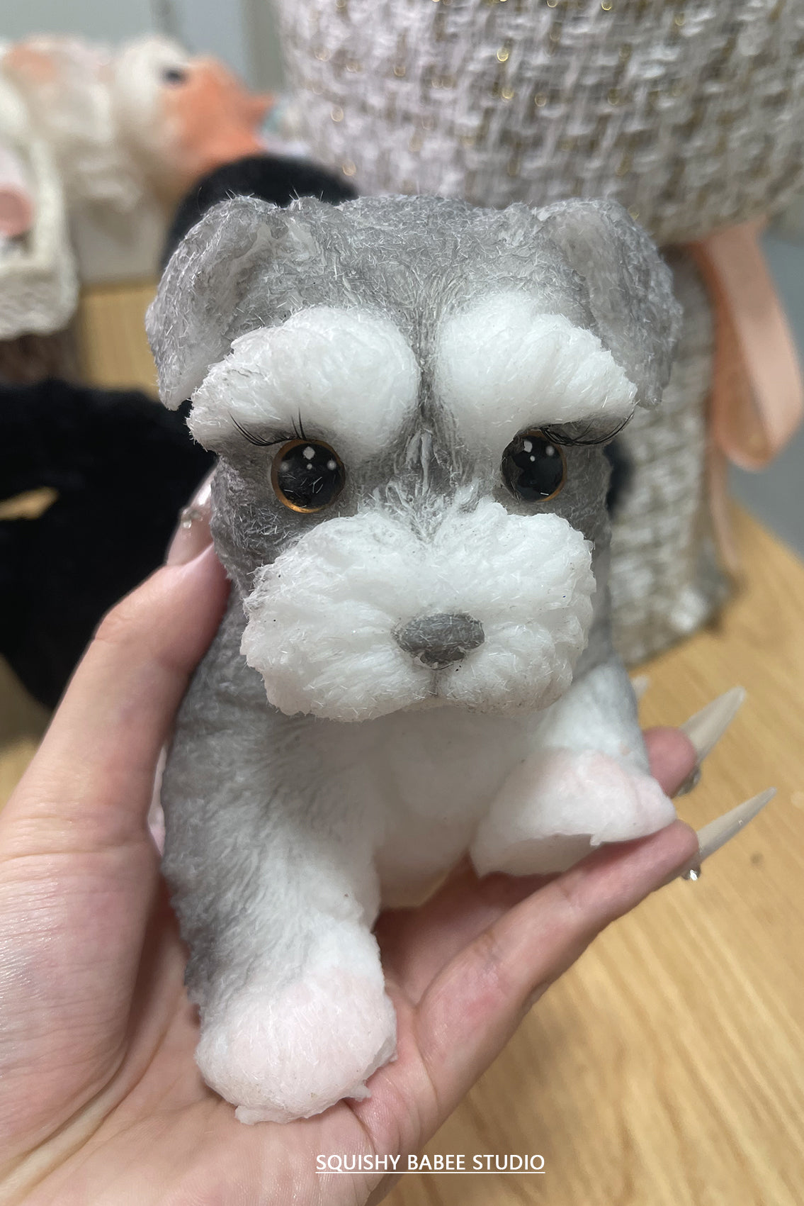 A0001:Super cute Schnauzer with long eyelashes