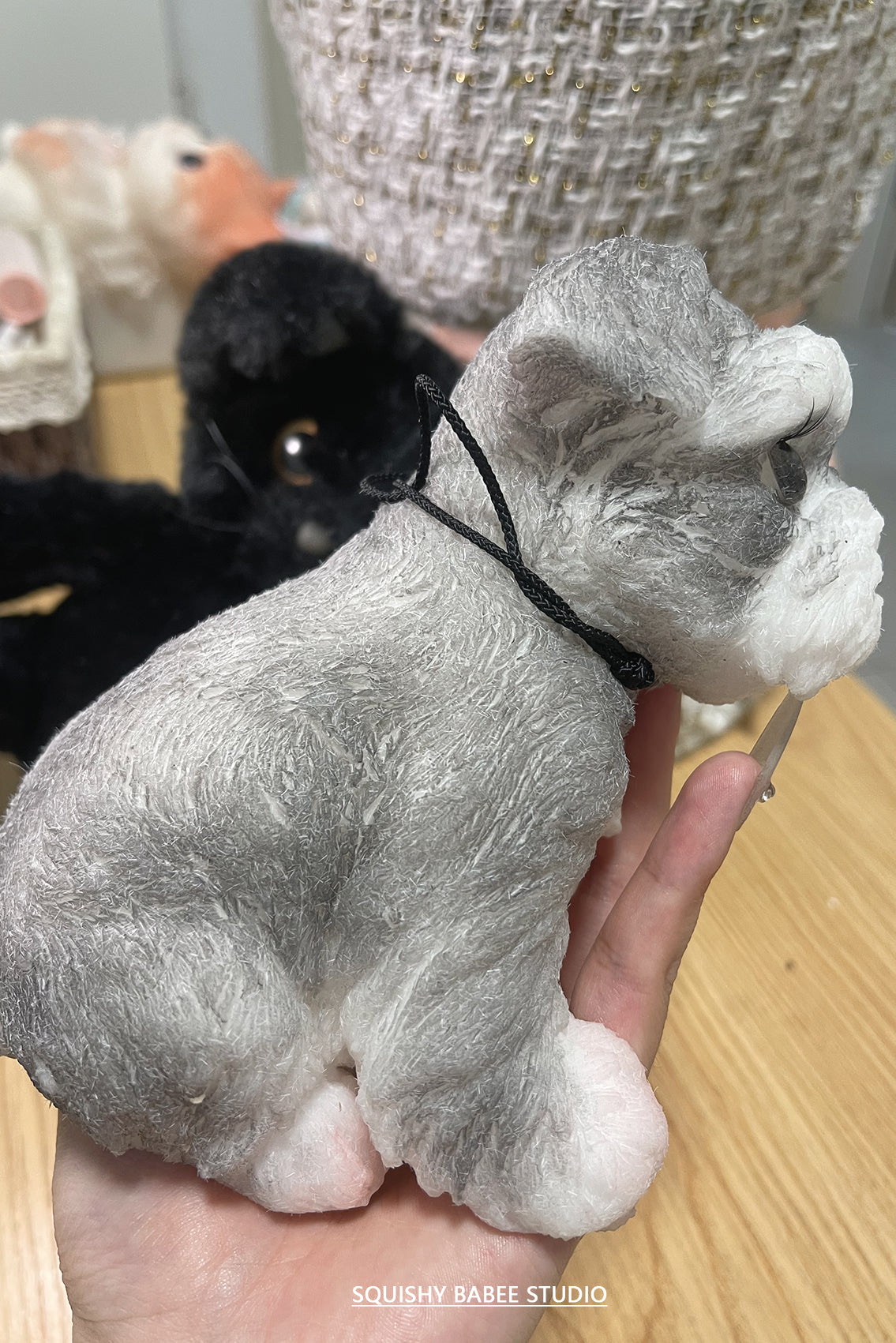 A0001:Super cute Schnauzer with long eyelashes